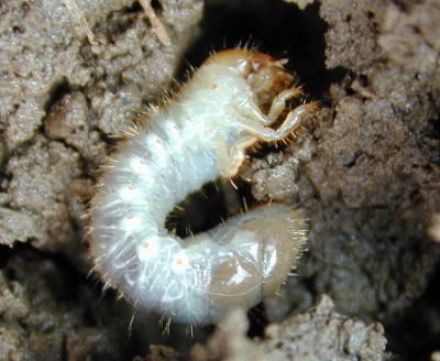 Corn Insects Update: White Grubs & Armyworms